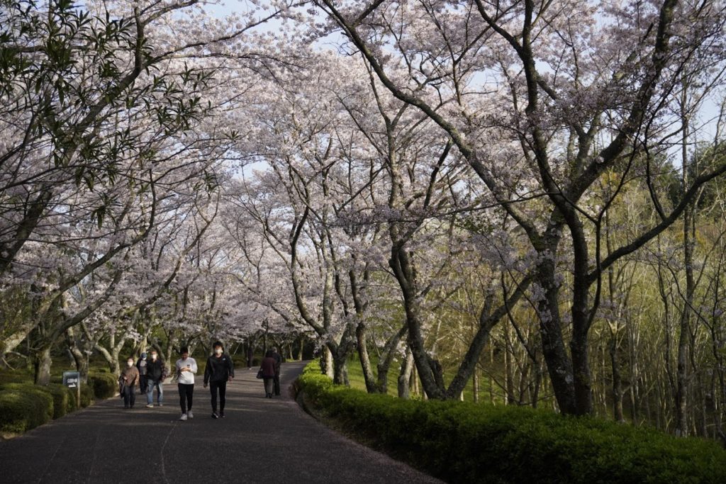 公渕森林公園の桜