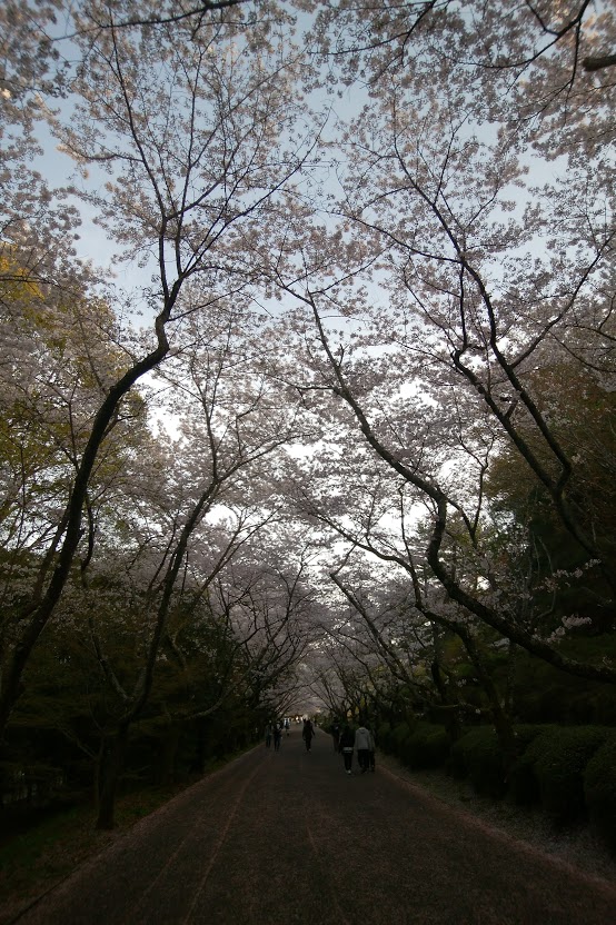 公渕森林公園の桜