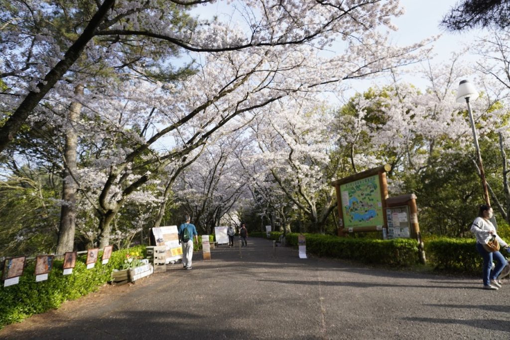 公渕森林公園ソメイヨシノ