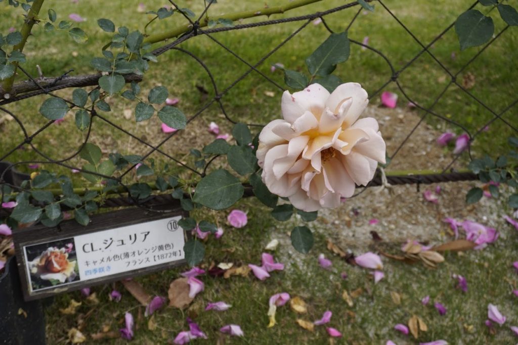番の州公園のバラ　CL.ジュリア