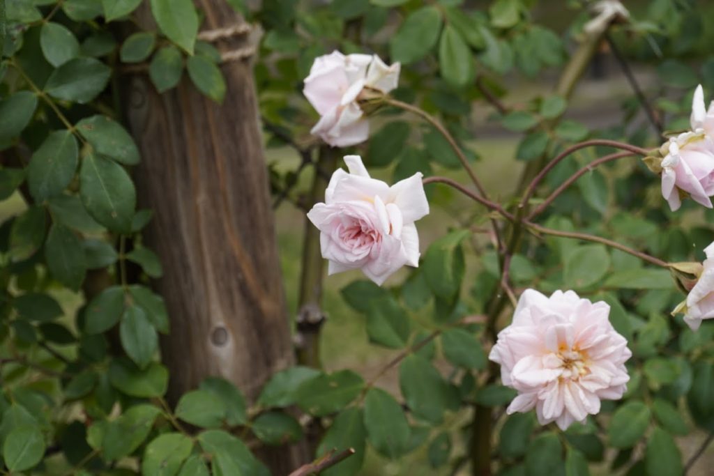 番の州公園のバラ　CLセシルブルンネ