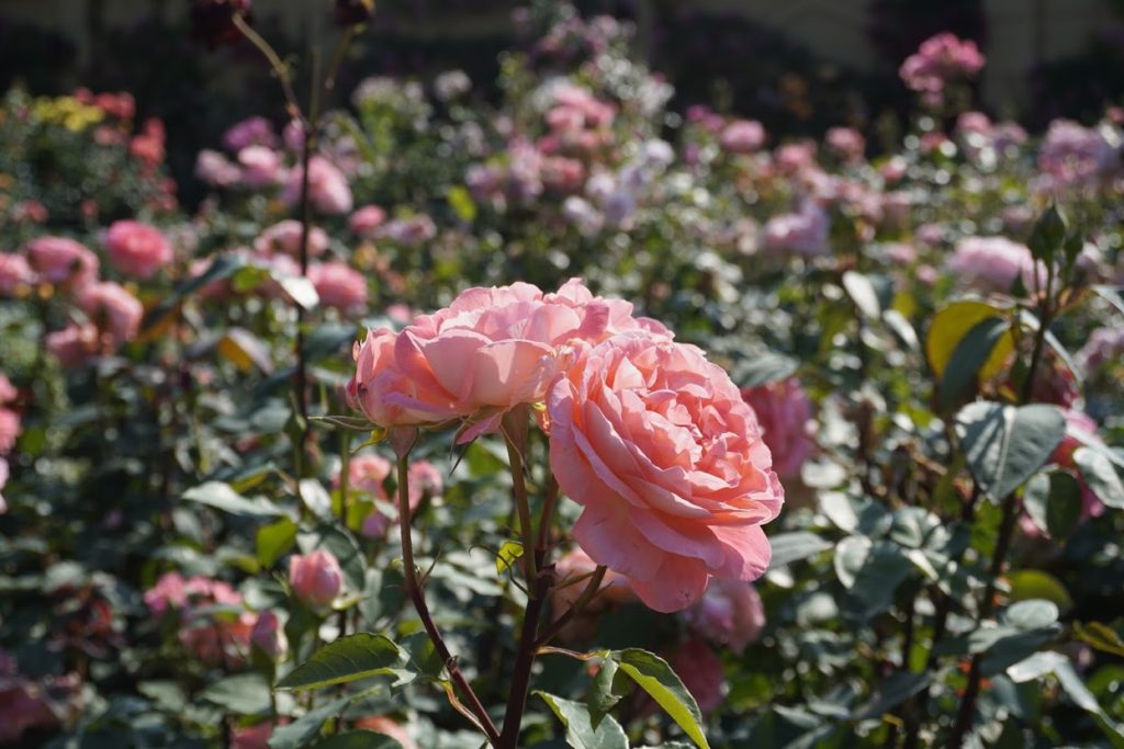 レオマ ローズガーデンのバラ