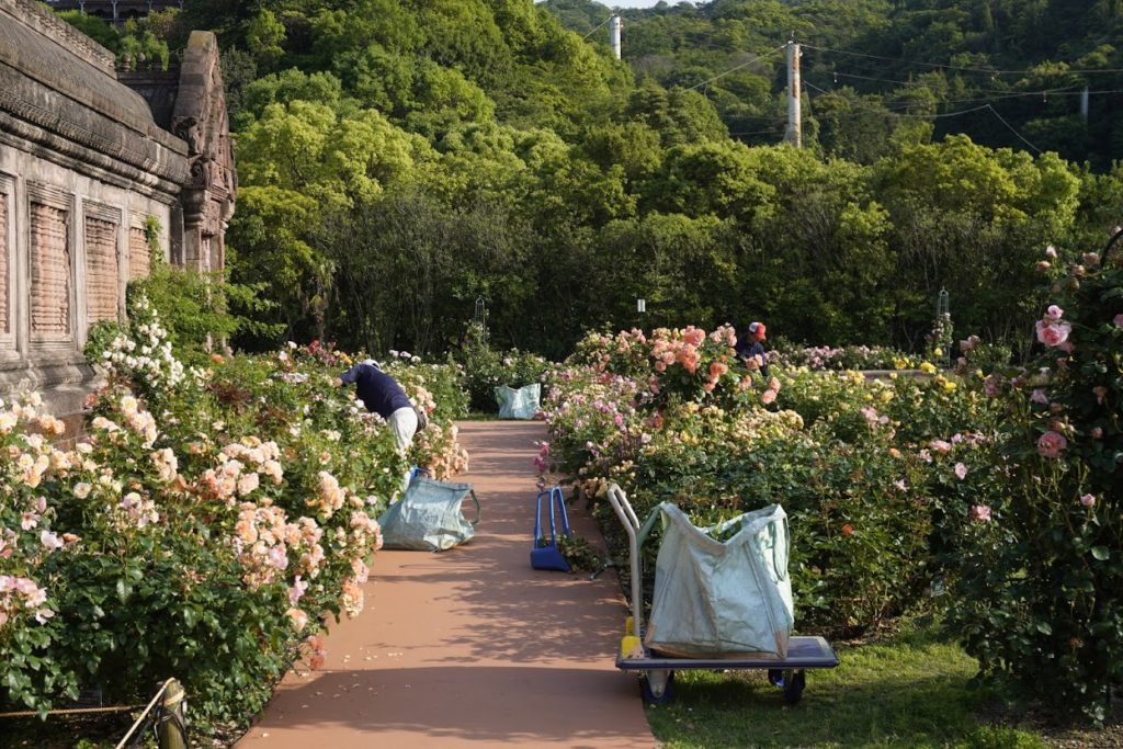 レオマ オリエンタルトリップ大バラ庭園の剪定作業