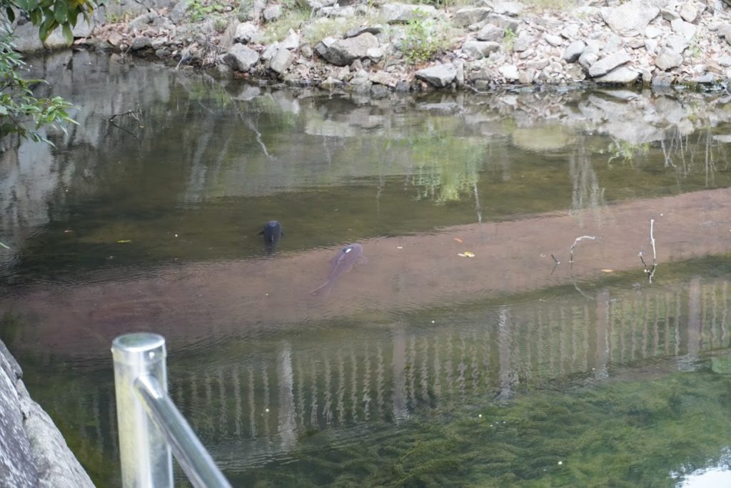 満濃池ほたる見公園の鯉