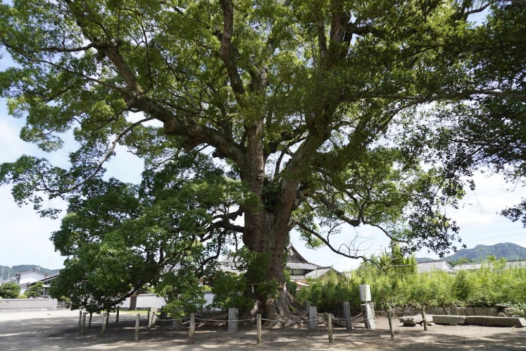白鳥神社のクスノキ　保存木