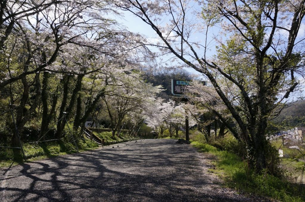 塩江温泉の桜