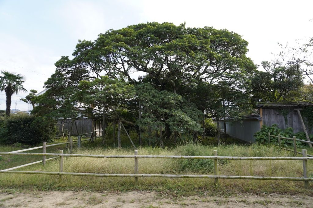 香川県の保存木　井筒屋敷のホルトノキ