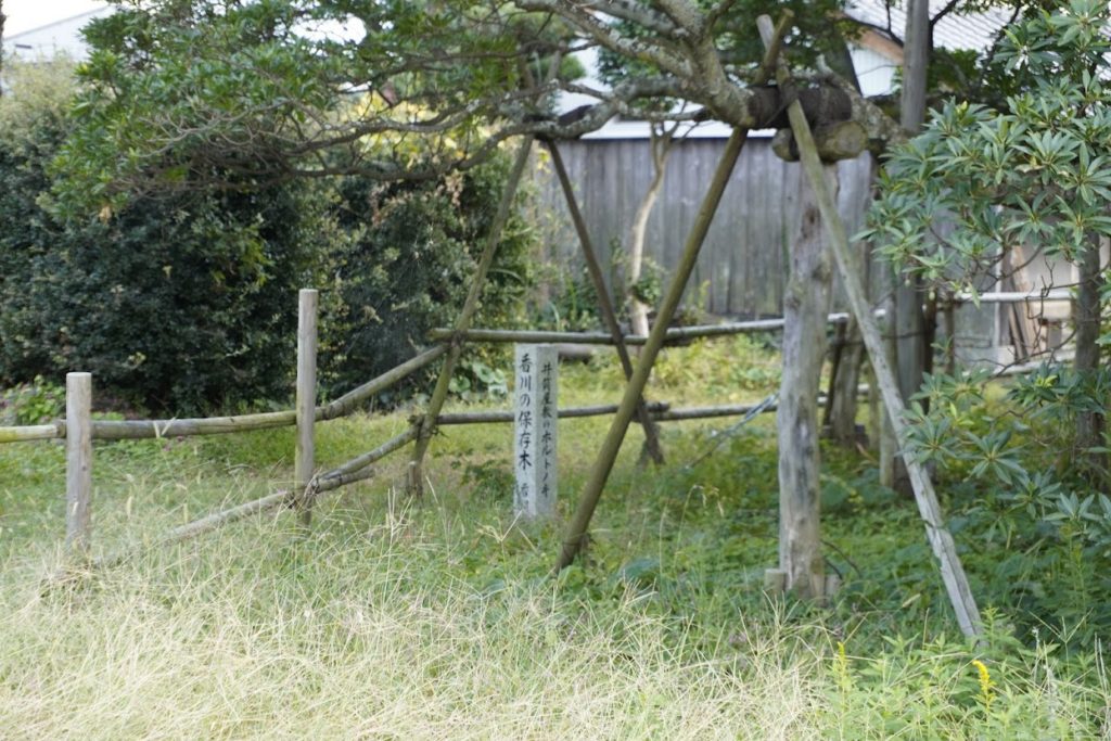 香川県の保存木　井筒屋敷のホルトノキの碑