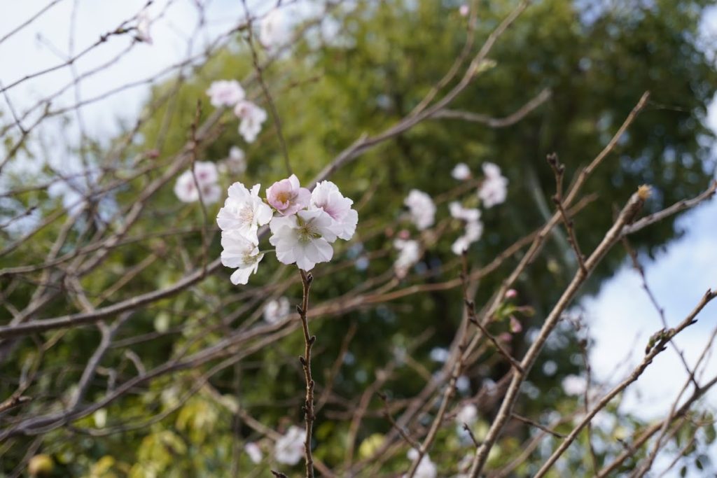 香川県の保存木前の桜