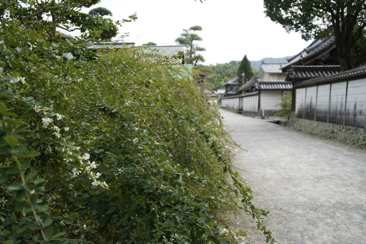 萩原寺のハギ