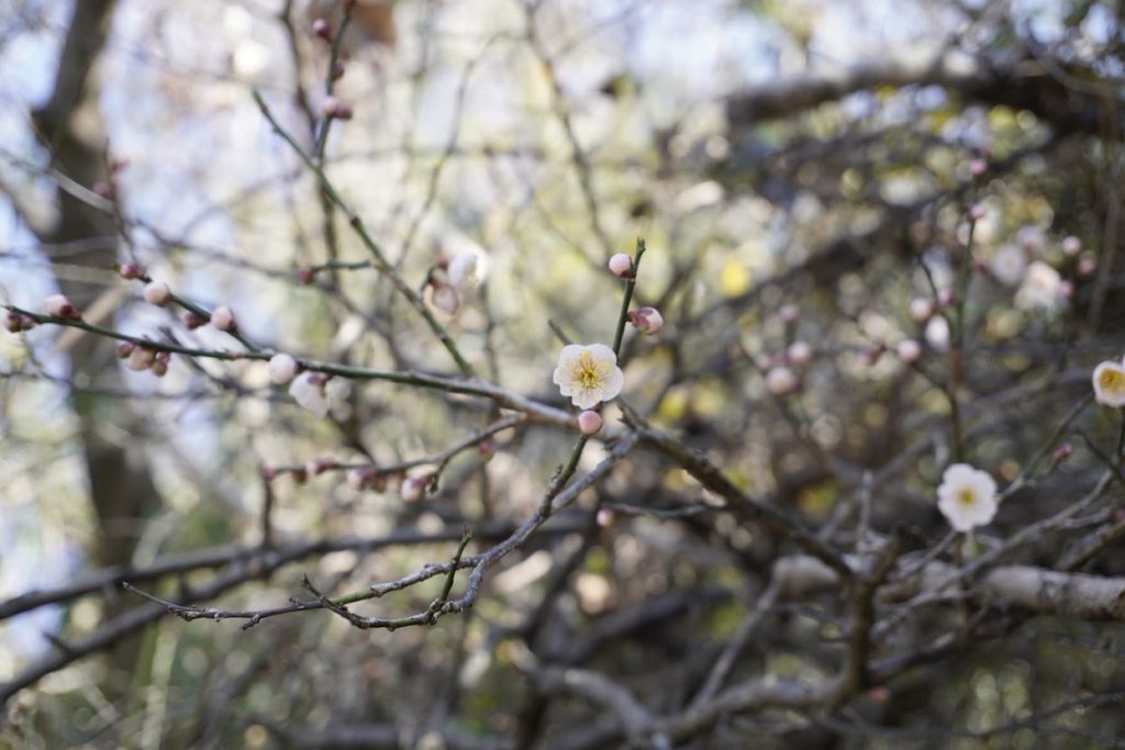 男木島の梅の花
