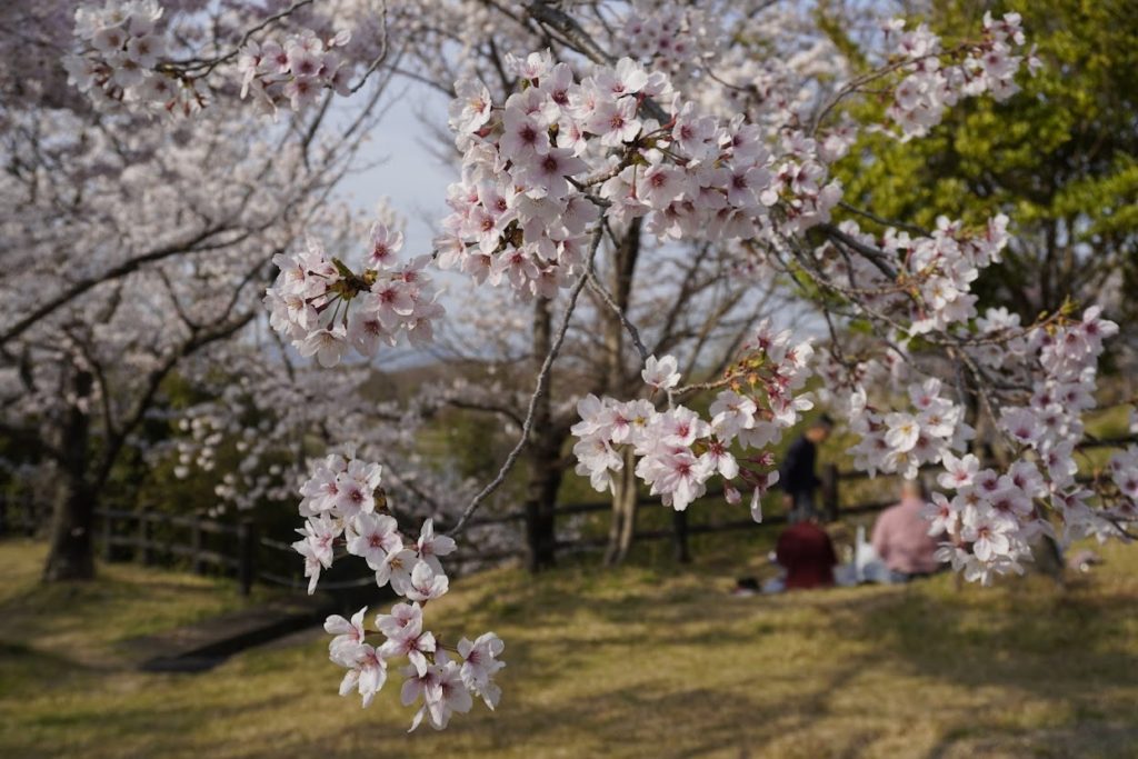 さぬき空港公園 カントリーゾーン園芸センター連絡口付近の桜