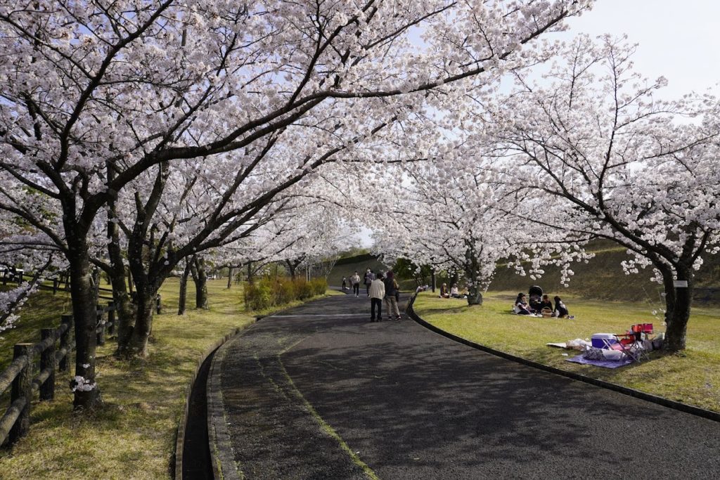 さぬき空港公園カントリーゾーン　広場の桜