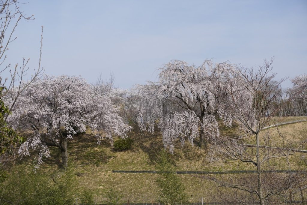 さぬき空港公園カントリーゾーン文田池畔園芸センターの桜