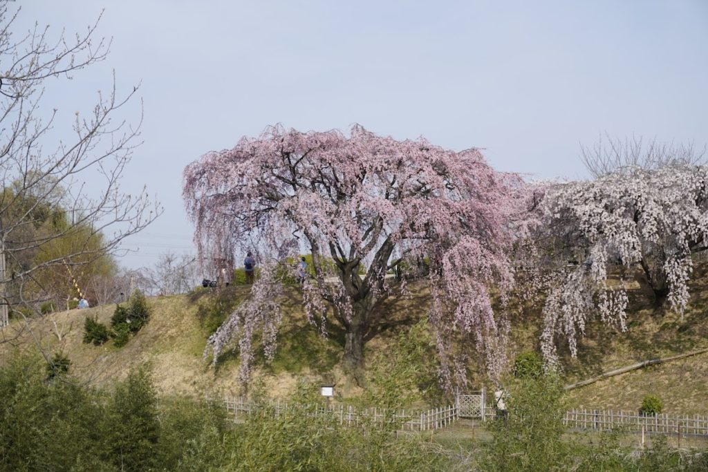 さぬき空港公園カントリーゾーン文田池畔園芸センターの桜