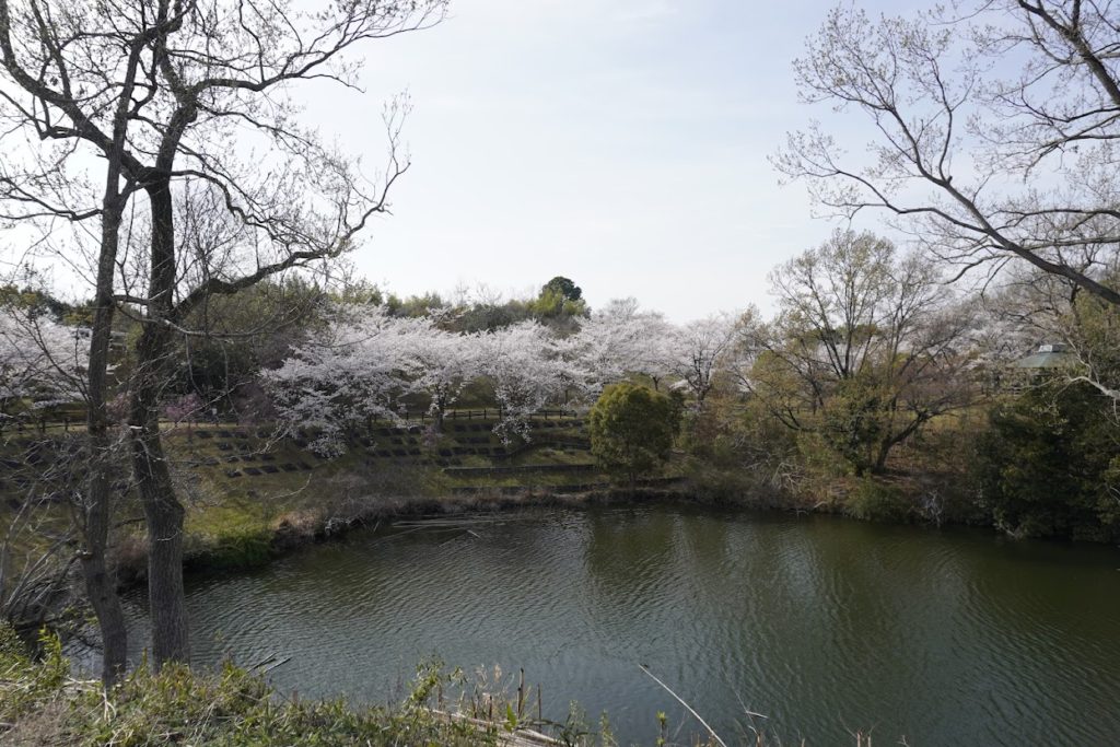 さぬき空港公園カントリーゾーン文田池畔の桜