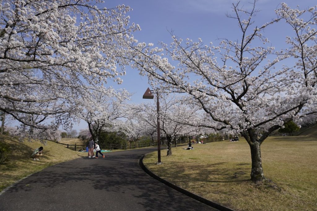 さぬき空港公園カントリーゾーン　広場の桜