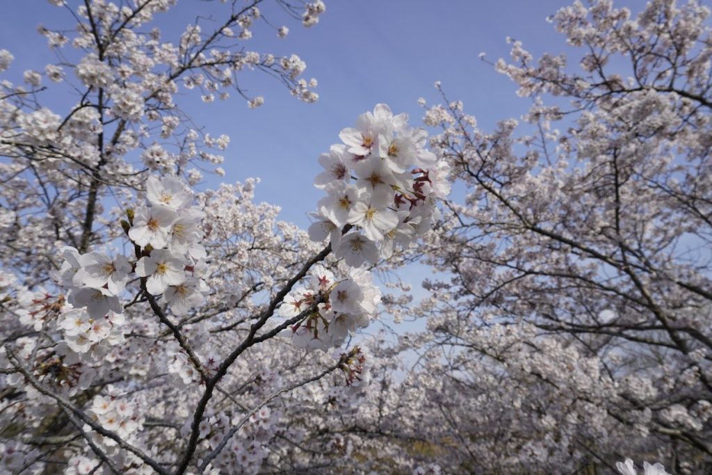 さぬき空港公園カントリーゾーン　水辺の広場の桜