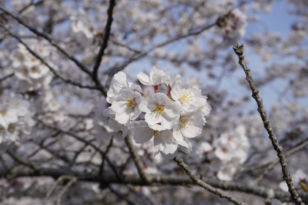 さぬき空港公園カントリーゾーン　水辺の広場の桜