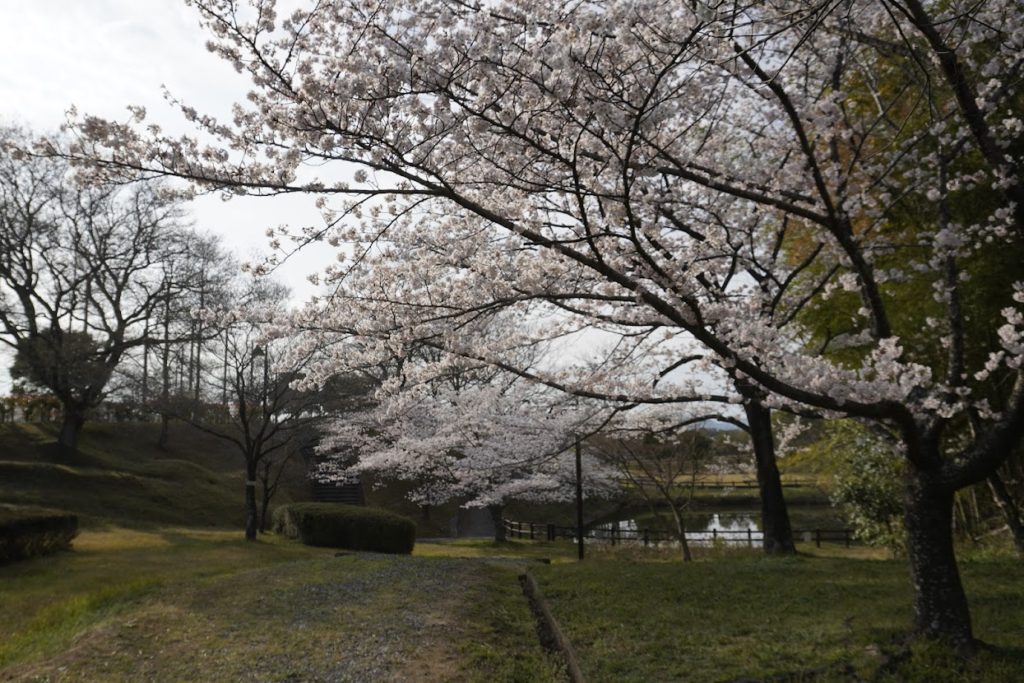 さぬき空港公園ポートヒルゾーンイベント広場北側の桜