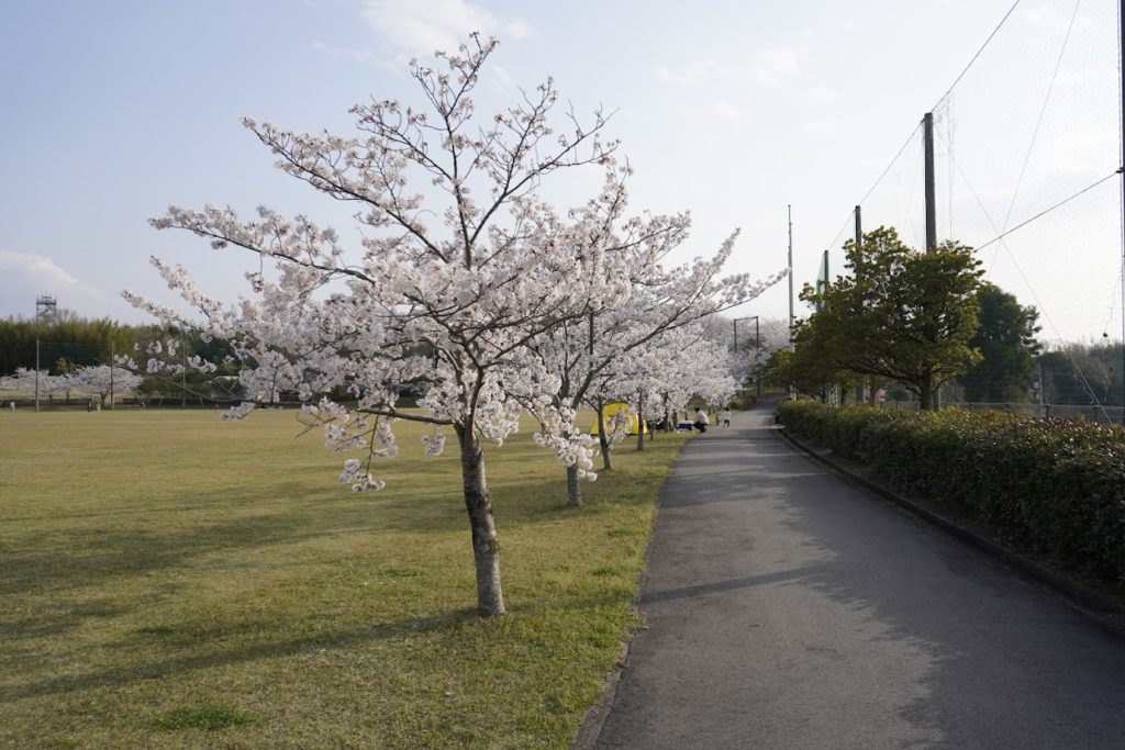 さぬき空港公園ポートヒルゾーンイベント広場西側の桜