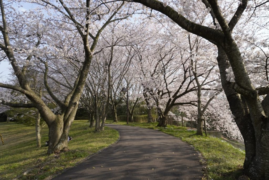 さぬき空港公園ポートヒルゾーンイベント広場の桜