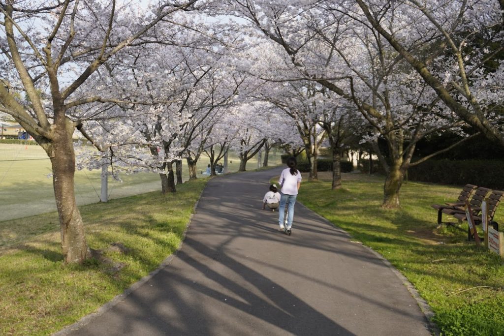 さぬき空港公園ポートヒルゾーンイベント広場の桜