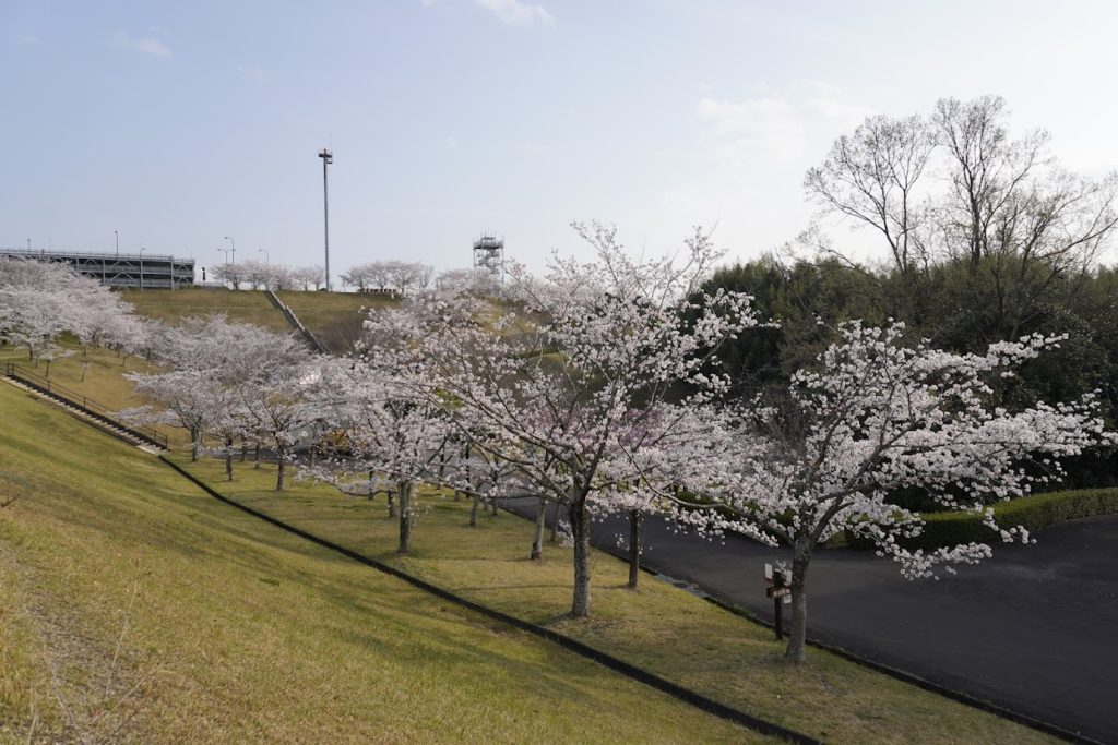 さぬき空港公園ポートヒルゾーン第二駐車場西側の桜