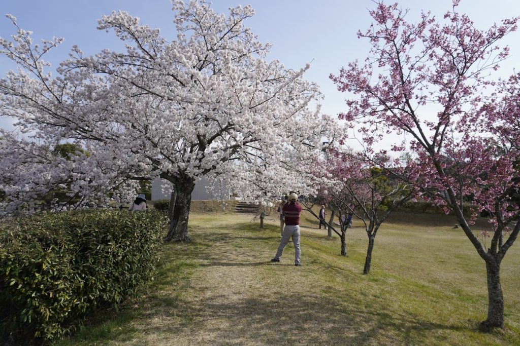 さぬき空港公園 カントリーゾーン催物広場の桜