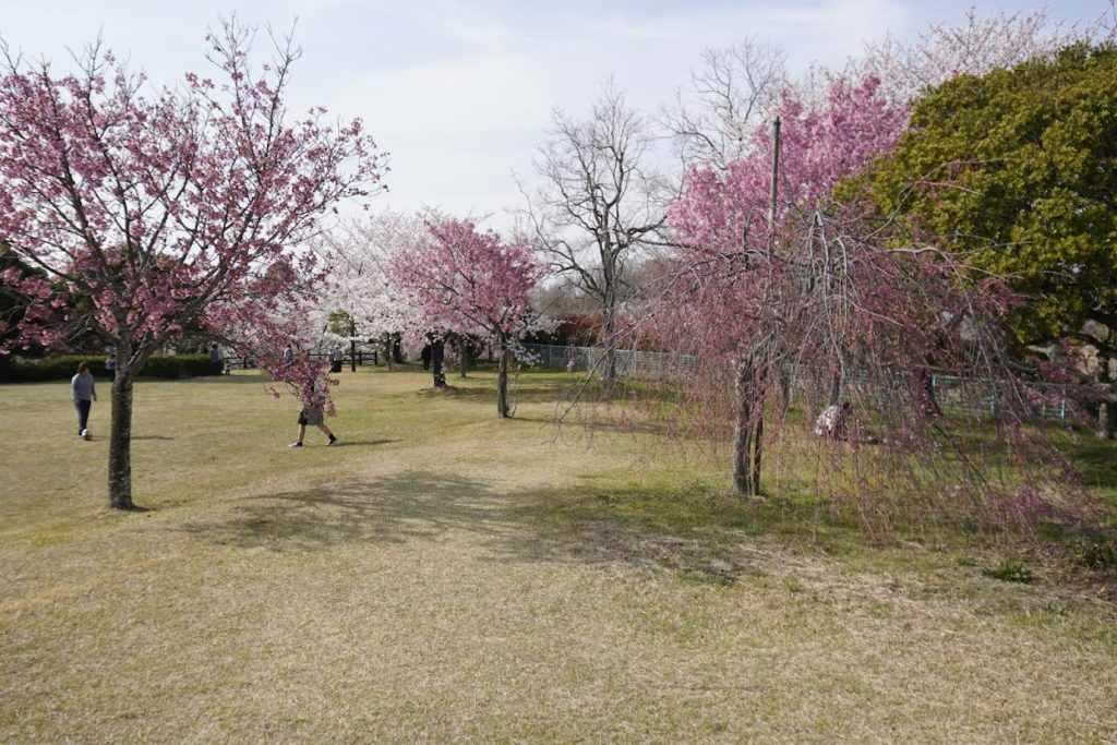 さぬき空港公園 カントリーゾーン催物広場の桜