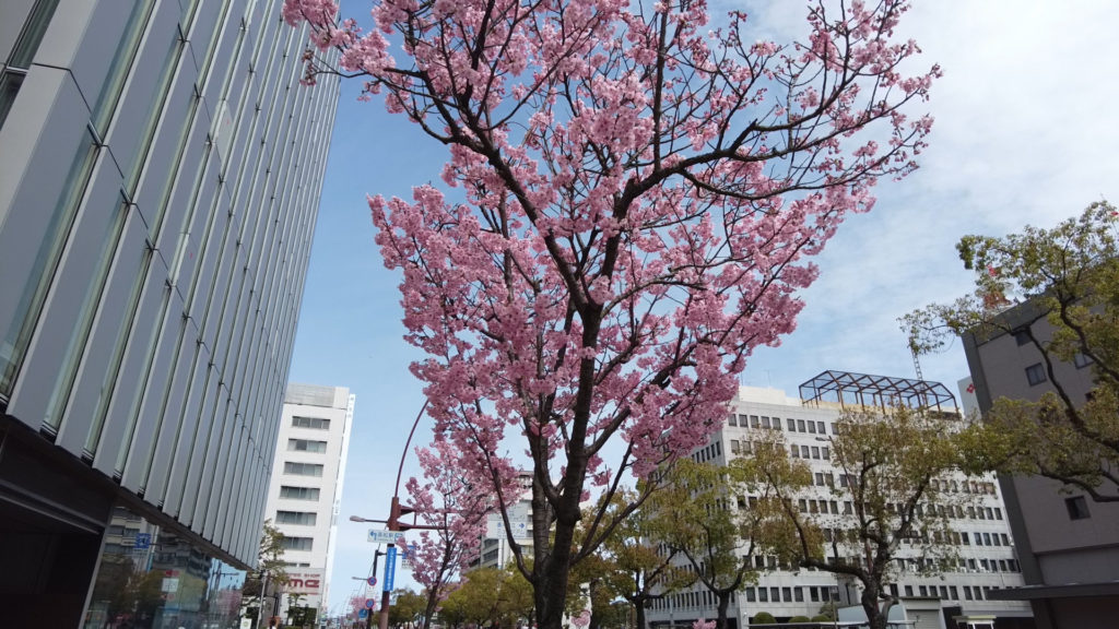 中央通りの陽光桜 寿町二丁目交差点の陽光桜