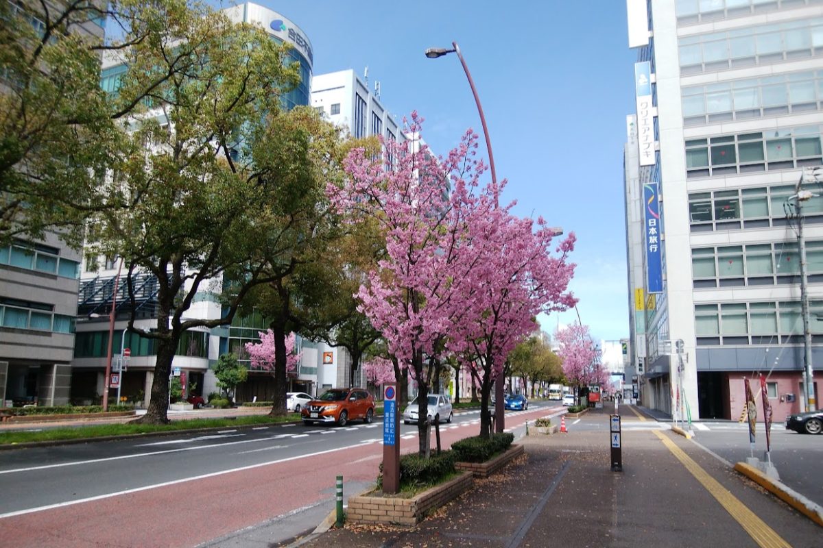 高松中央通りの陽光桜