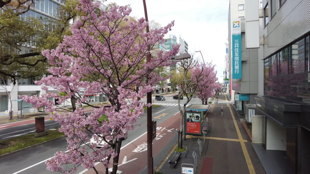 中央通りの陽光桜
