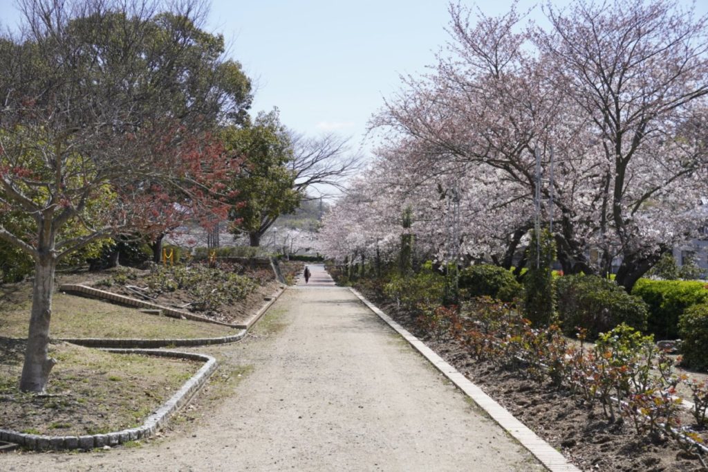 亀水中央公園 マンモスプレイパークTARUMIの桜