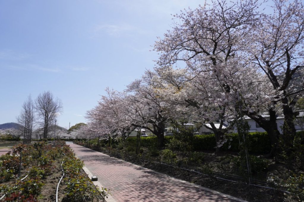 亀水中央公園 マンモスプレイパークTARUMIの桜