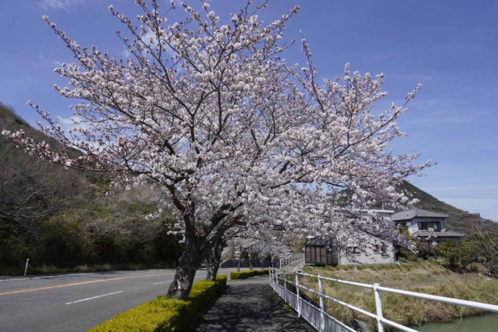 香川県道180号鴨川停車場五色台線の桜