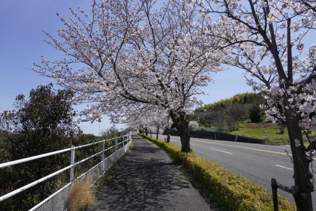 香川県道180号鴨川停車場五色台線の桜
