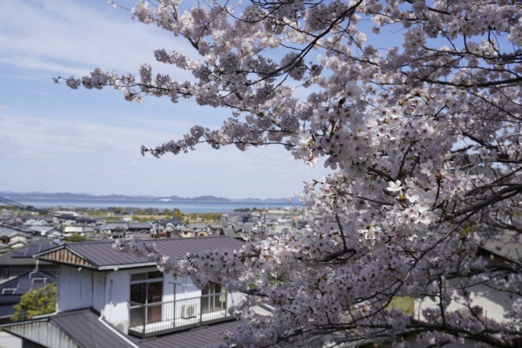 葛城神社の桜