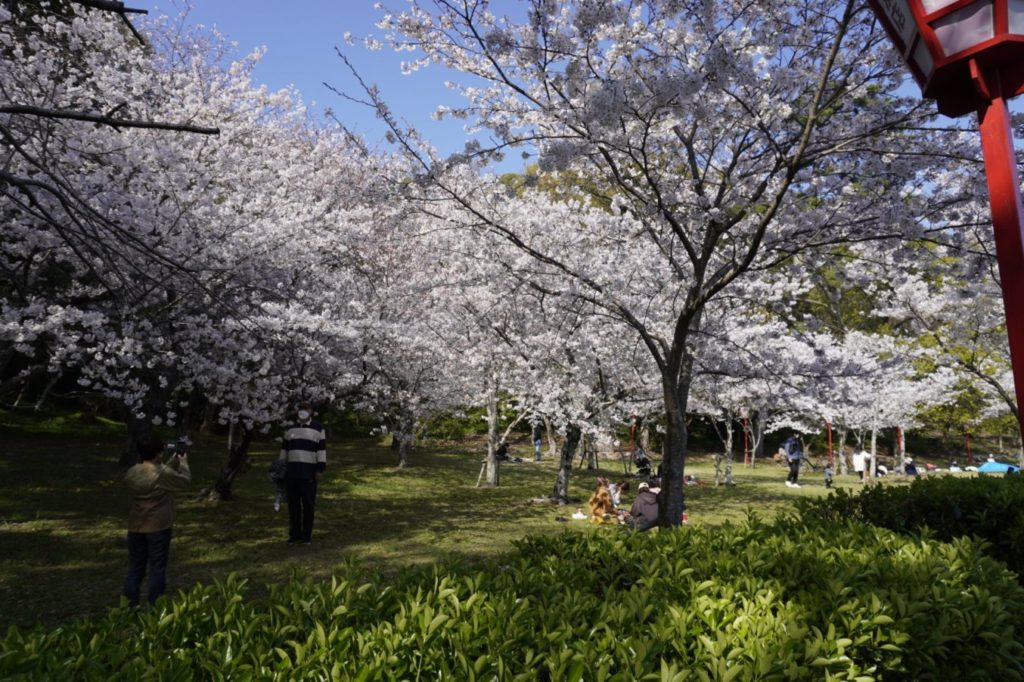琴弾公園の桜林