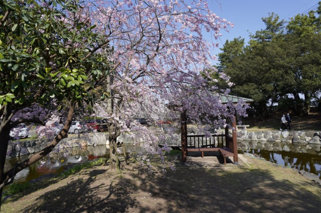 琴弾公園　琴柱池の桜