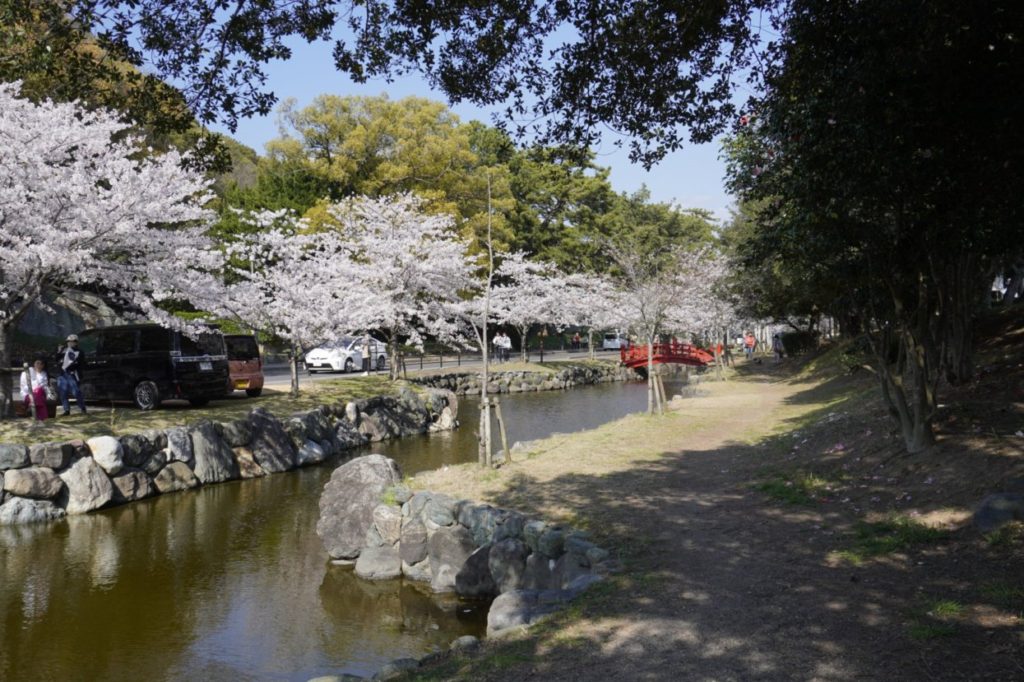 琴弾公園　琴柱池の桜