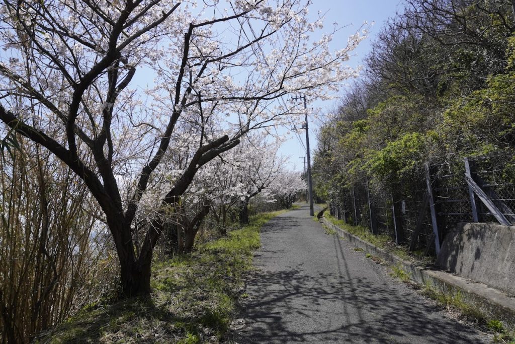女木島岬の白灯台への道沿いに桜並木