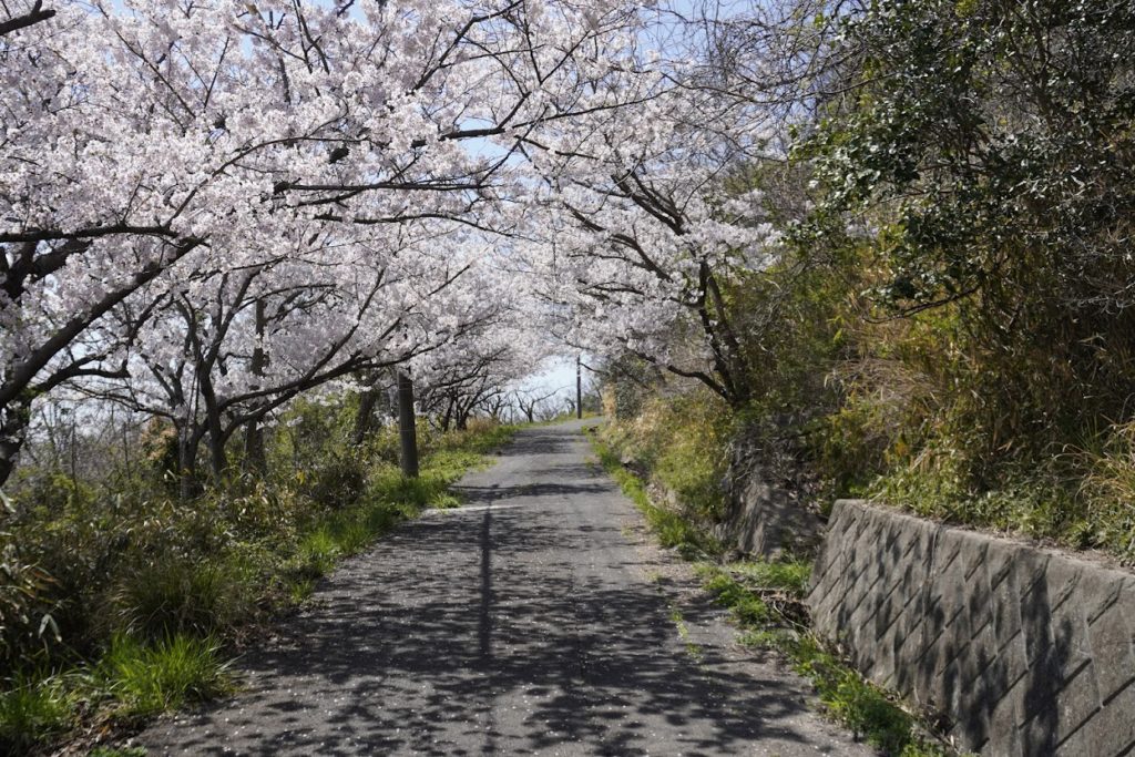 女木港から岬の白灯台への道沿いに桜並木