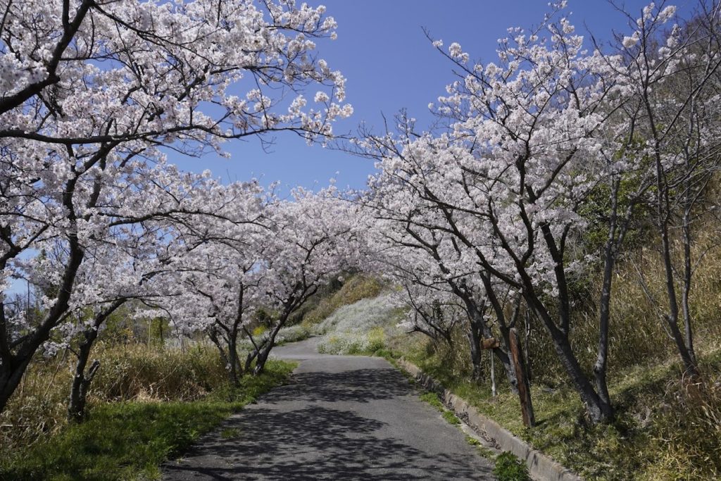 女木島岬の白灯台の上の道に咲く桜