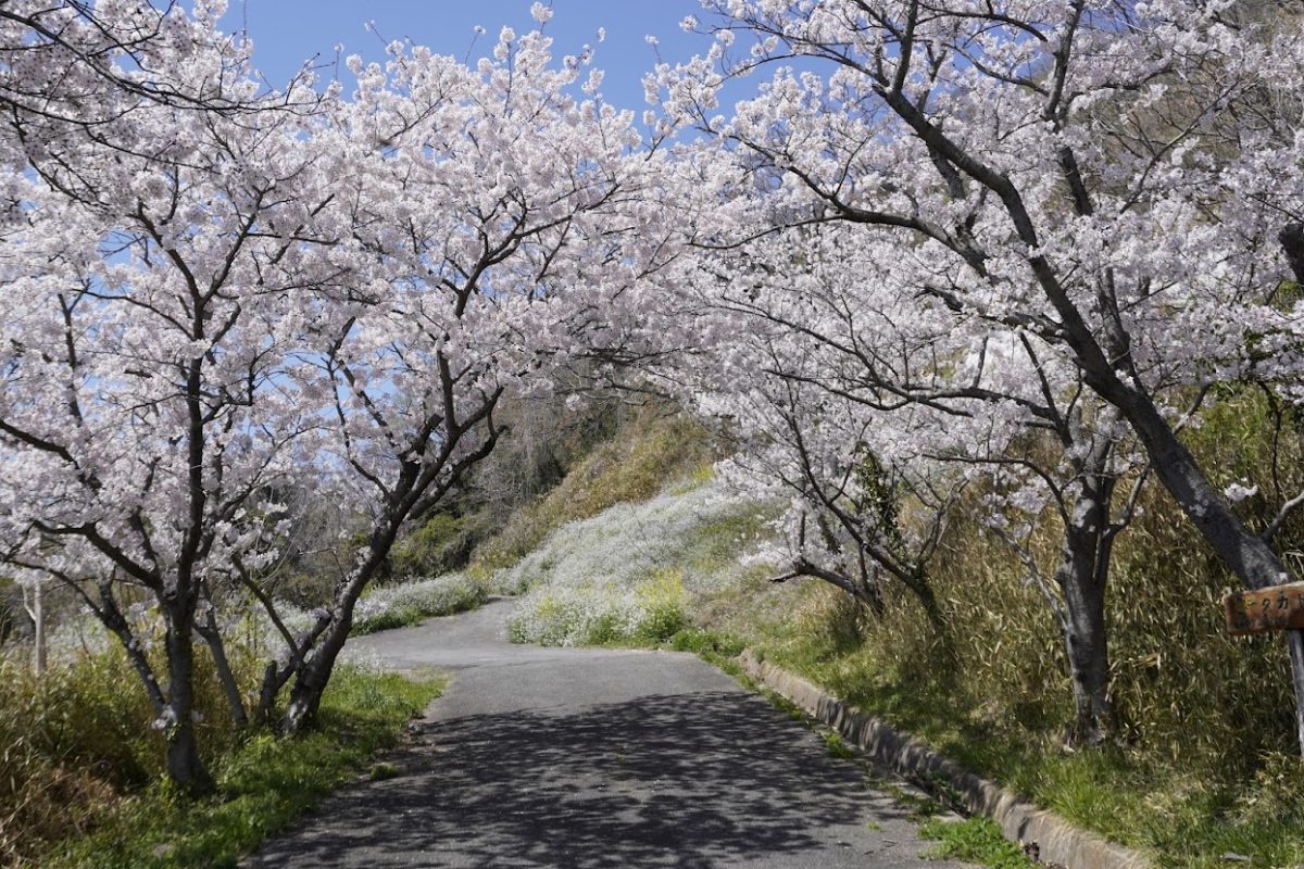 女木島の桜と岬の白灯台