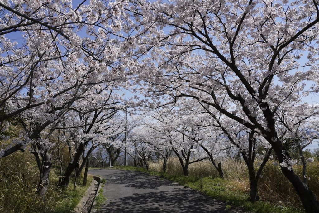 女木島岬の白灯台の上の道に咲く桜