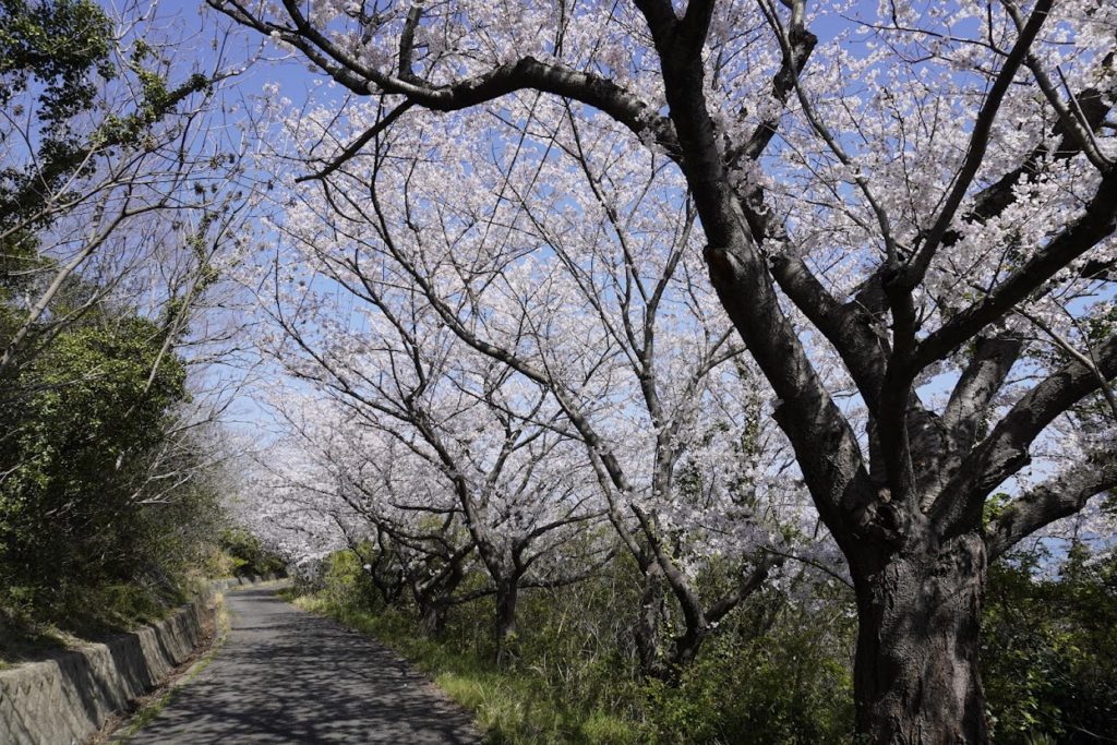 女木港から岬の白灯台への道沿いに桜並木