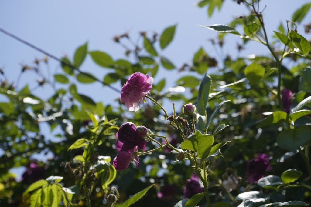 仏生山の森 バラの庭