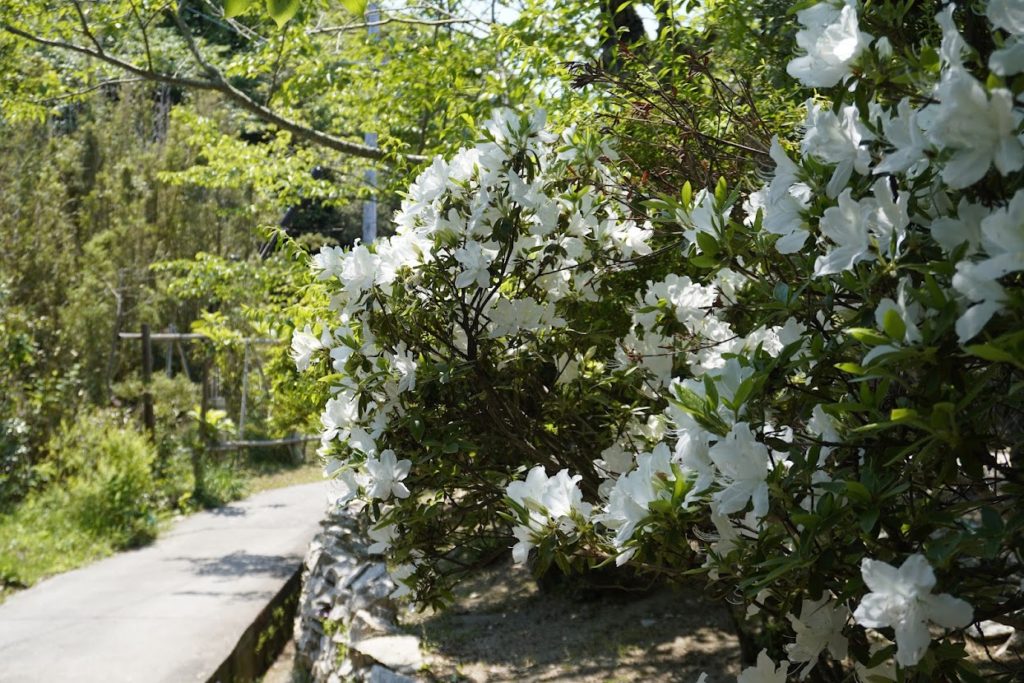 犬島暮らしの植物園への道沿いに咲くツツジ