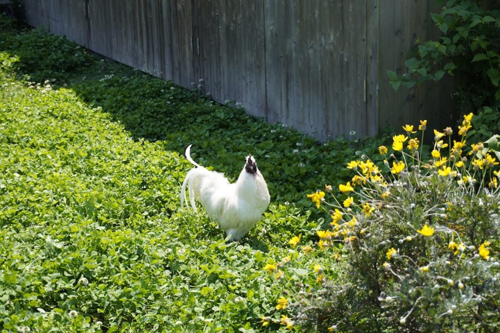 犬島 くらしの植物園のニワトリ